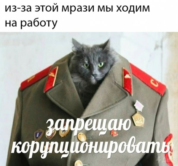 Мемы про котов по ржать водически