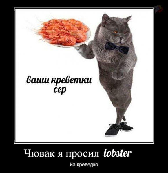 Мемы про котов по ржать с надписями