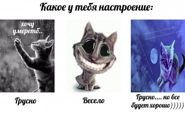 Мем про котов по ржать