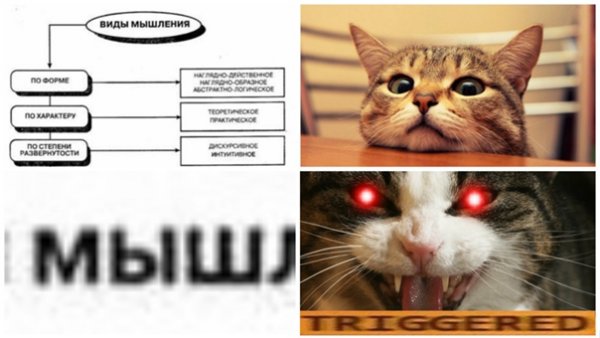 Мем с котом по ржать