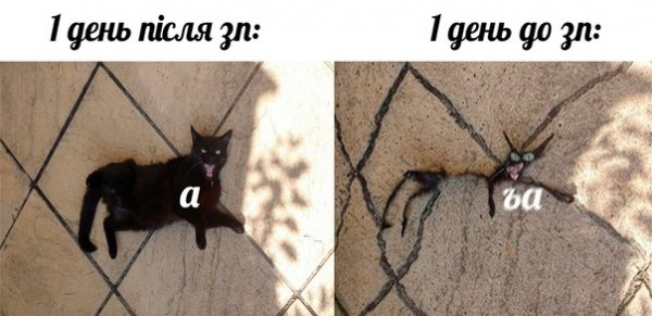 Про котов по ржать