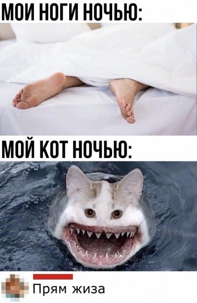 Мемы с котами на ночь