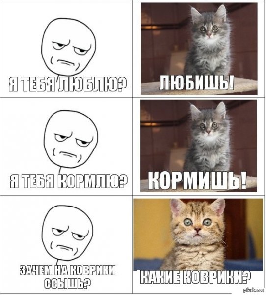 Мемы про котов