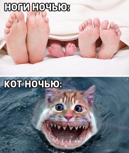 Мемы про котов поржать