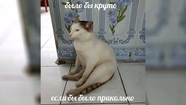 Наташа и коты мемы