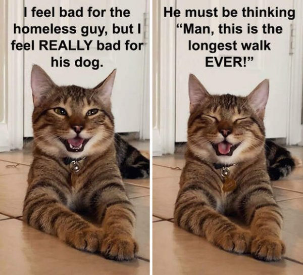 Коты приколы мемы
