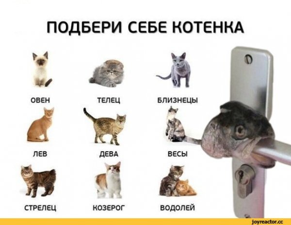 Смешные мемы про котов