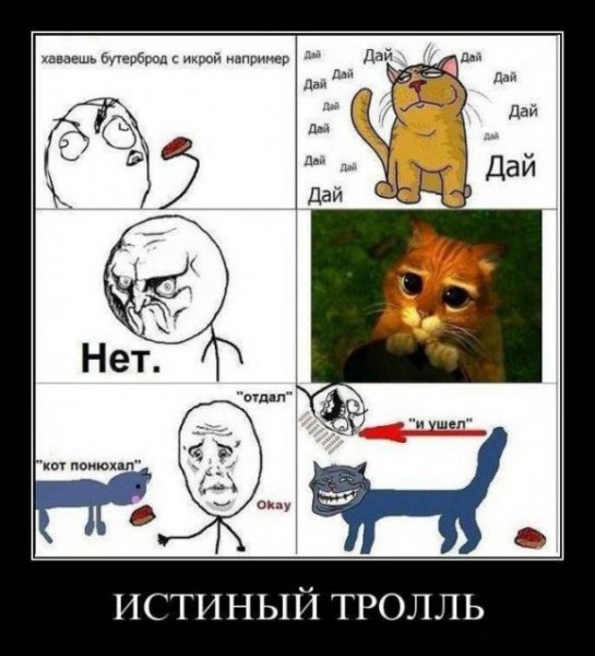 Кошка Мем
