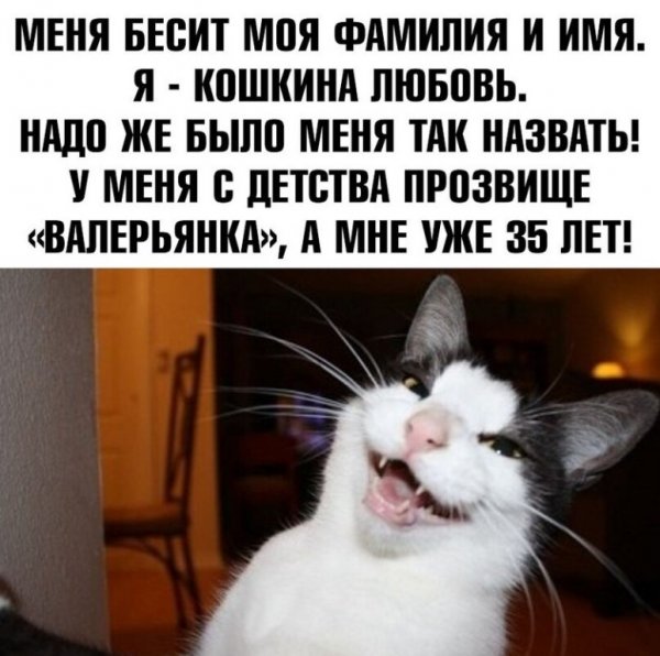 Мемы жизненные ситуации с котами