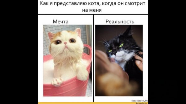 Наташа и коты мемы