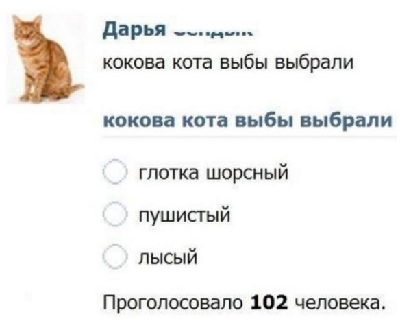 Смешные мемы про котов