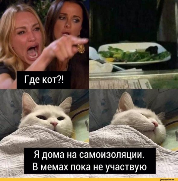 Как выглядит мемы про котов