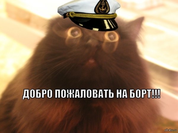 Кот добро пожаловать