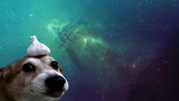Собака на фоне космоса