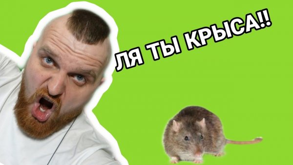 Ляяяя ты крыса