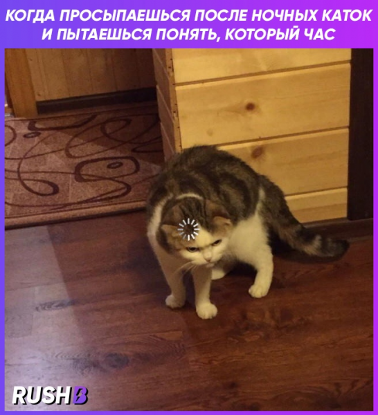 Кот загрузка