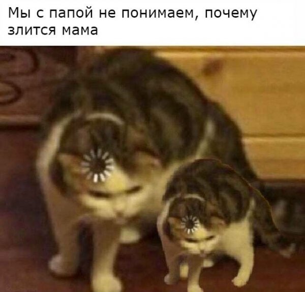 Котик загрузка
