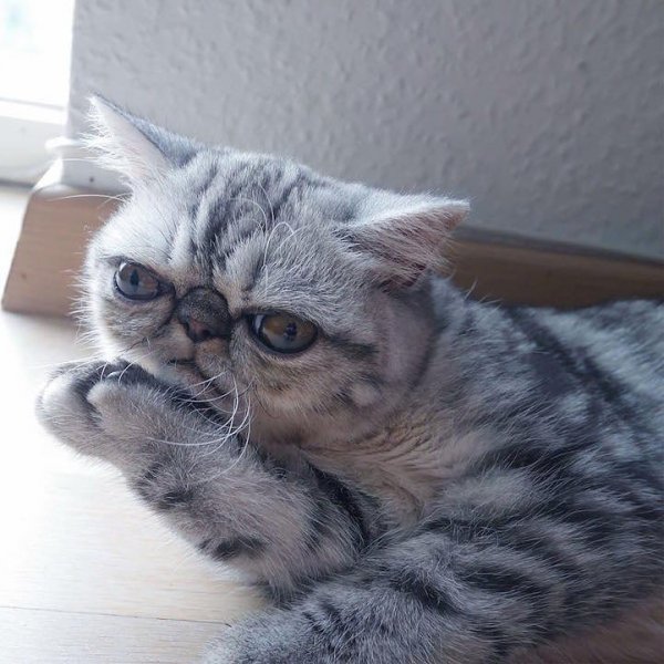 Кот мечтает