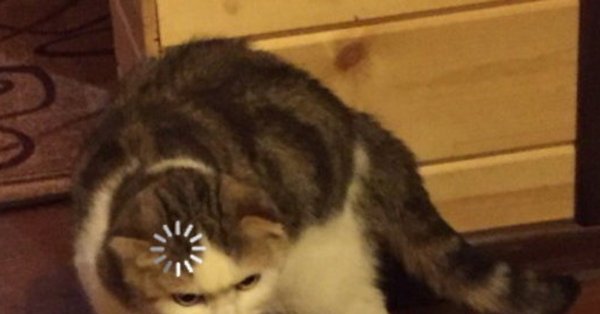 Кот думает