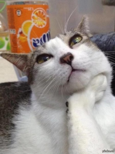 Котик с загрузкой в голове