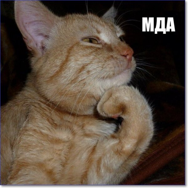 Кот задумался Мем