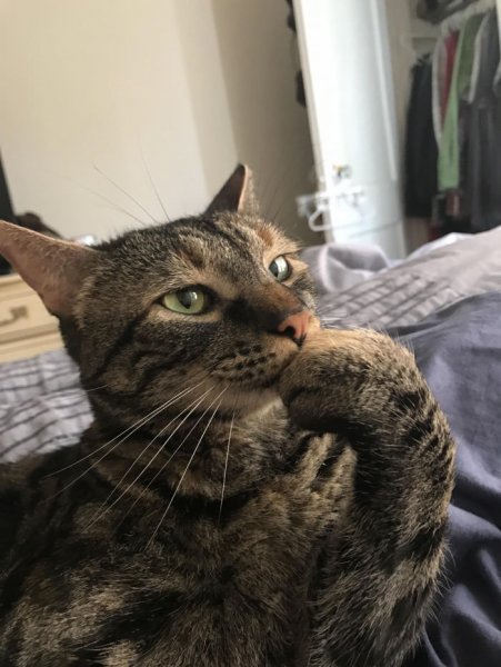 Смешные коты задумчивый
