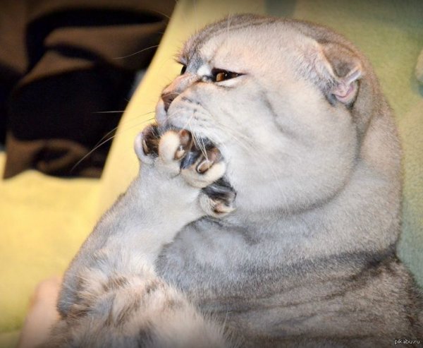 Кот размышляет