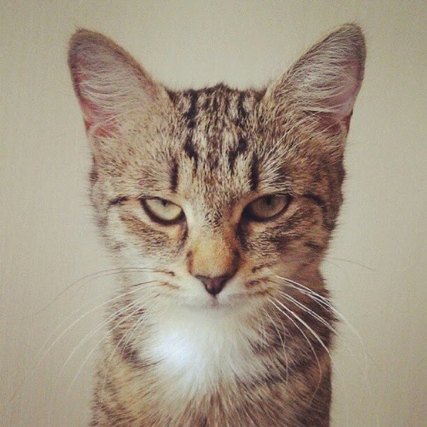 Кот думает