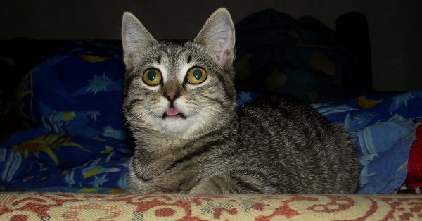 Котик облокотился