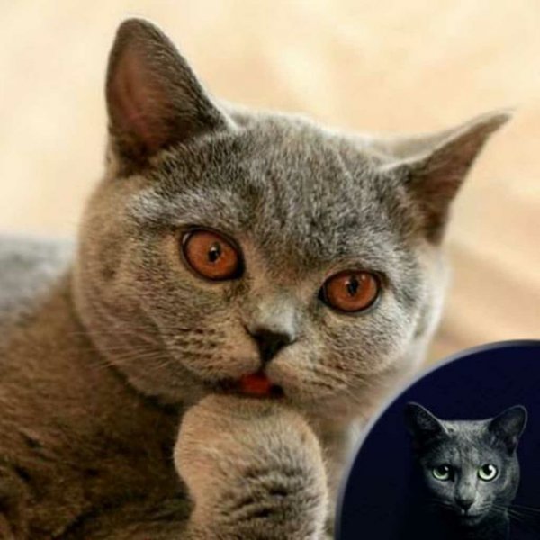 А Я не понял Мем с котиком