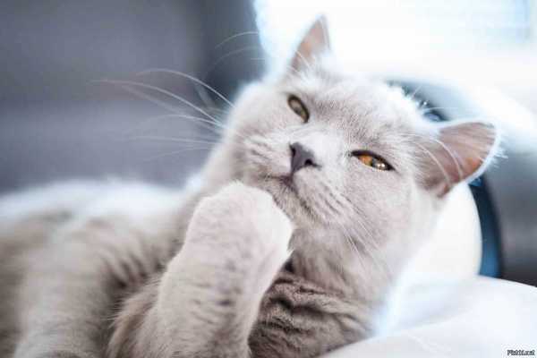 Мем с котом за столом