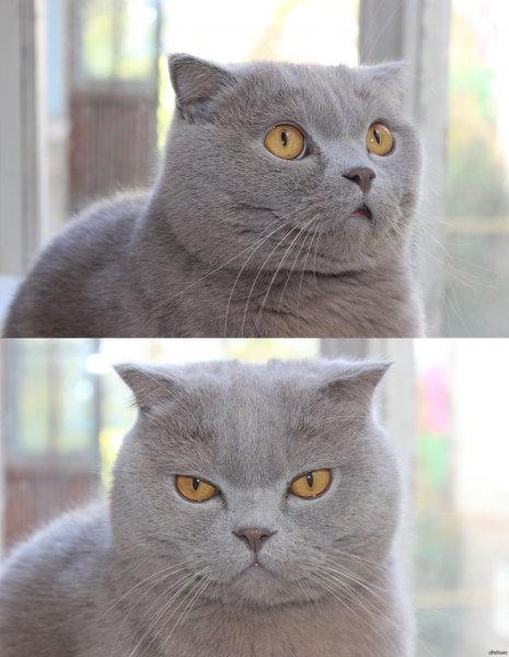 Кот задумчивый