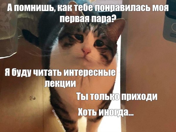Кот не понял