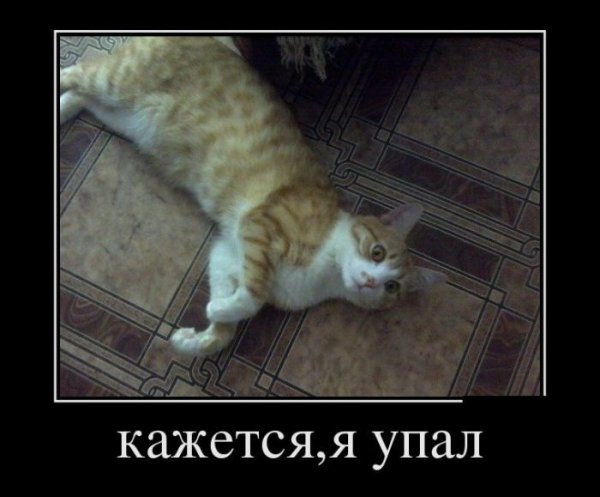 Кот я упал