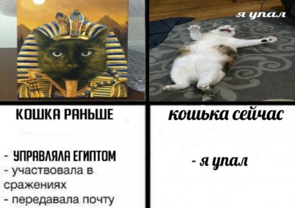 Кошки раньше и сейчас Мем