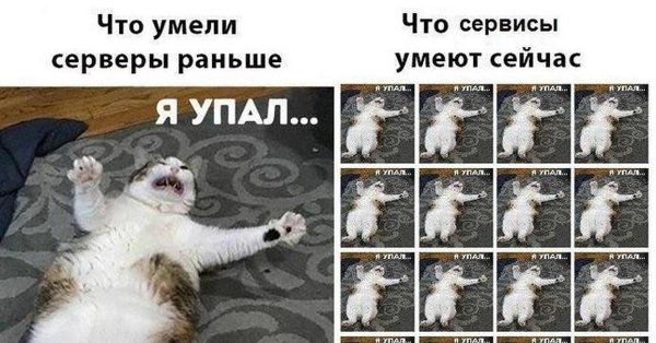 Я упал Мем с котом
