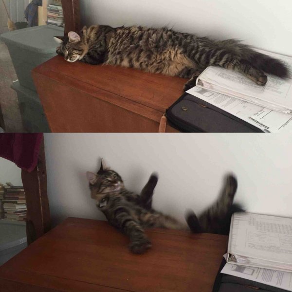 Лежу падаю Мем