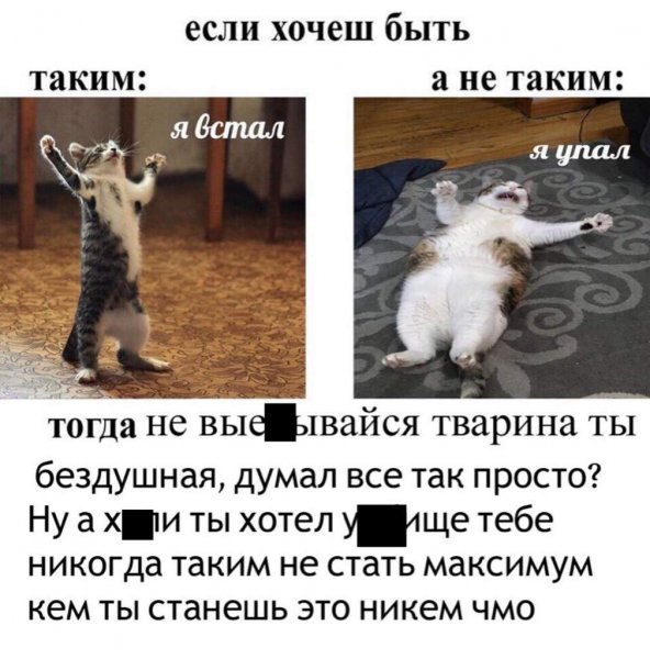 Помогите я упал кот Мем