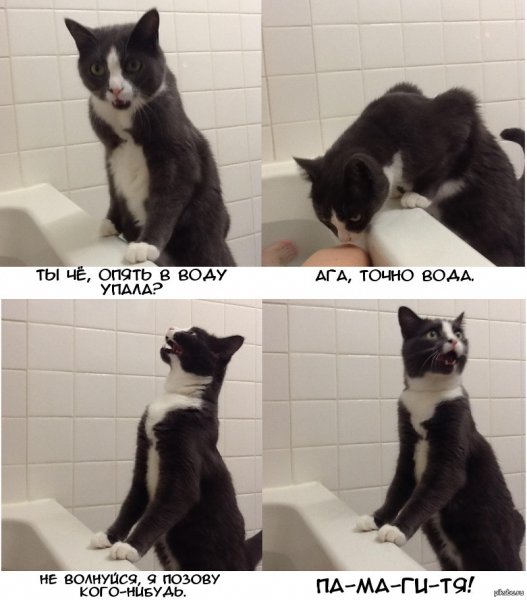 Кот в ванне Мем