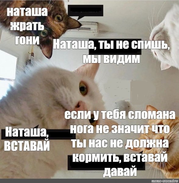 Мемы про Фералов