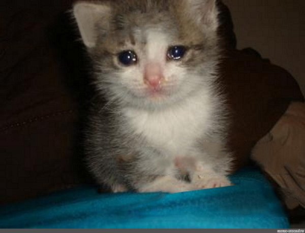 Мемы про котенка каторый плачет (50 фото)