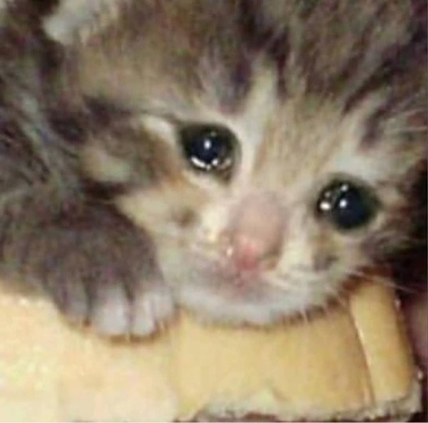 Плачущий котенок
