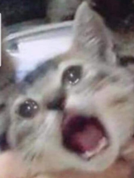 Смешной Плачущий кот