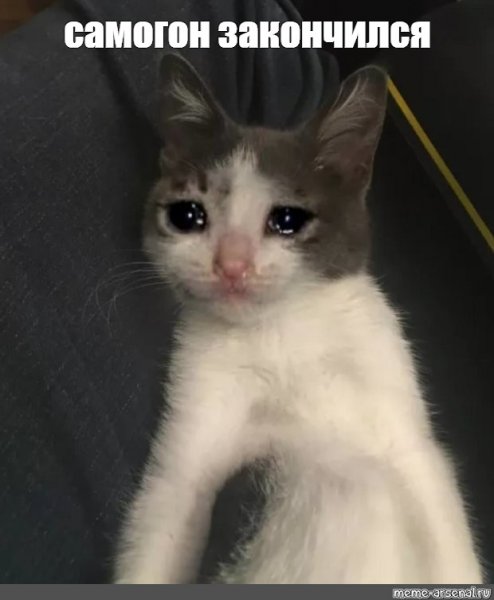 Плачущие котики