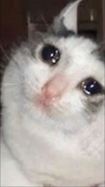 Плачущий котенок