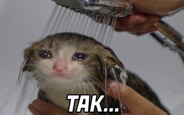 Плачущий кот