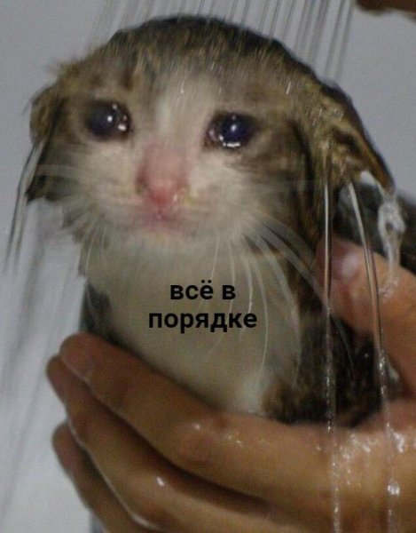 Кот плачет