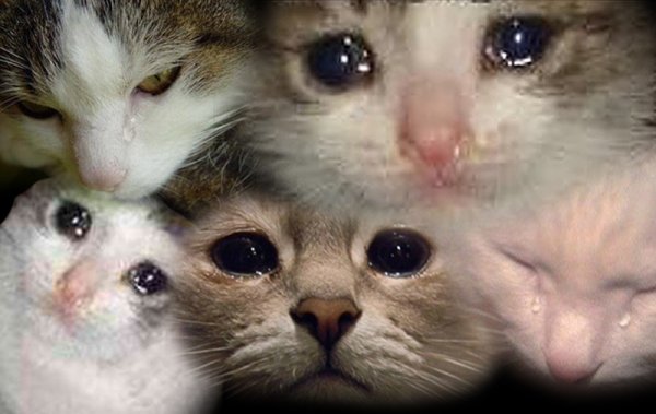 Много плачущих котов