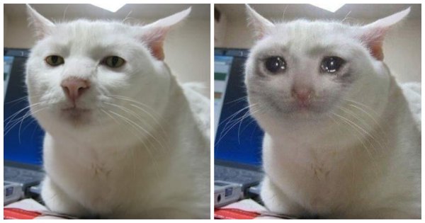 Плачущий кот