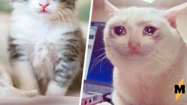 Плачущий кот из мема